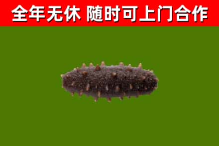 冷水江市回收海参干